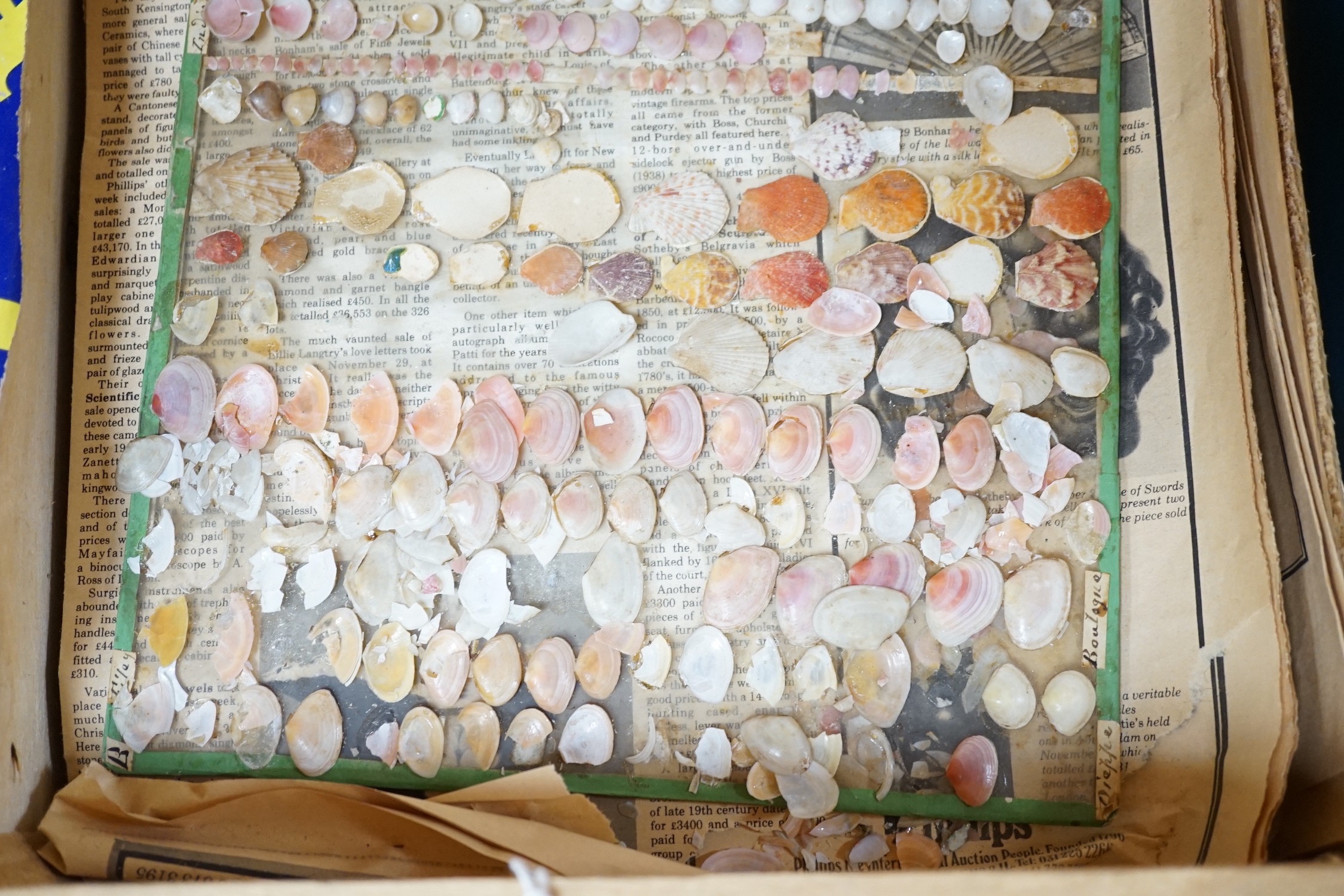 Collection of sea shells mounted on glass panels
